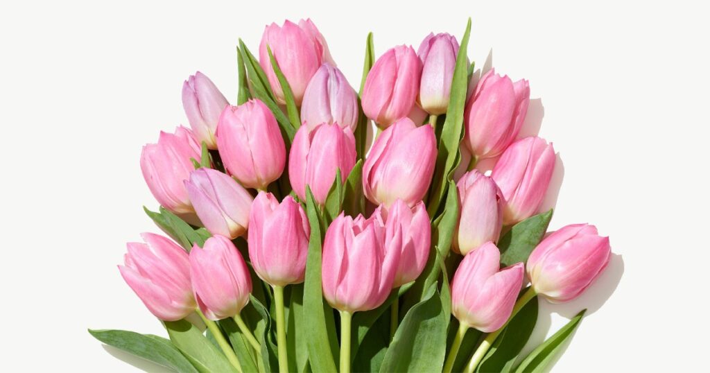  Ramo-de-Tulipanes